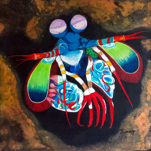 Mantis shrimp