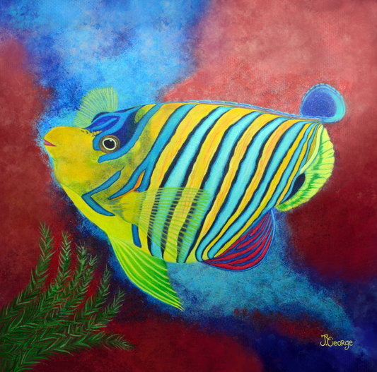 The Royal Angelfish (Pauwoogkeizervis)